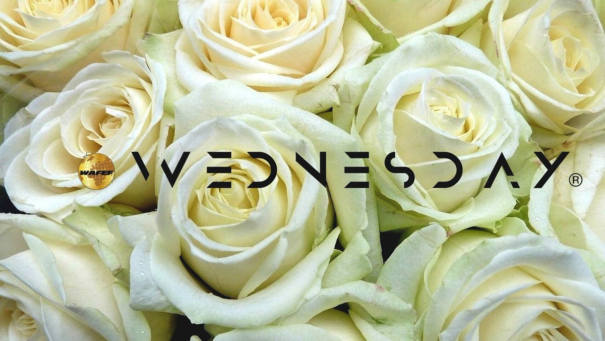 WAFEFWEDNESDAY's tweet photo. #WAFEFWEDNESDAY @WAFEFWEDNESDAY 
NEED TO SAY MORE ? #WAFEF https://t.co/TUuF33FD8v