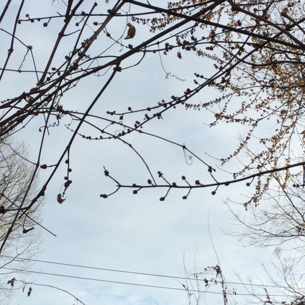 EmilioSegares's tweet photo. #Winter always turns to #spring 
Garden view #BoerumHill #Brooklyn #NY https://t.co/vfoUqkKgQn