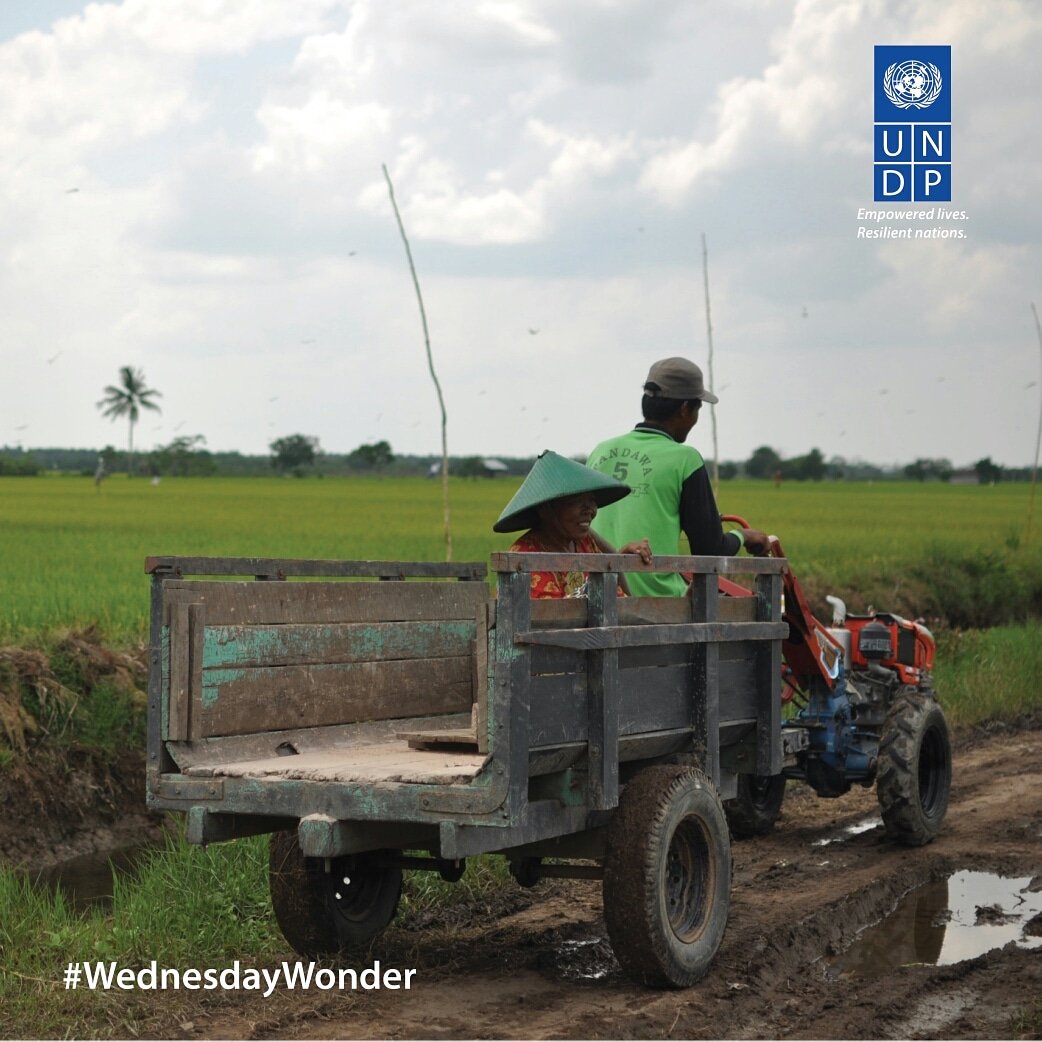 UNDPIndonesia's tweet image. #WednesdayWonder Lahan gambut dikenal sbg lahan yg tidak subur. ⠀
Tapi dgn berbagai inovasi, lahan ini bisa dimanfaatkan utk pertanian dan kesejahteraan masyarakat sekitar. 
Simak liputannya dari Sebangau, Kalimantan Tengah pada News Line @Metro_TV pkl 14.05 hari ini
#Innov4Dev
