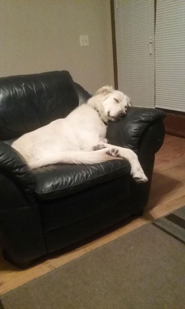 petownershub's tweet image. Photo Of Dogs First Night Home From The Shelter Is Heart Melting

pawsify.com/pet-news/photo…