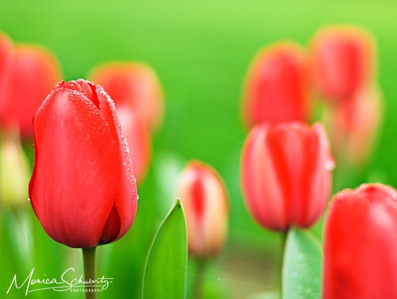 LifeOutOfBounds's tweet photo. Calendar Wallpaper for your computer, and you can download it for free at this link: https://t.co/8E8YPNMHrq #free #tulips #photography https://t.co/00Jd0ytMvt