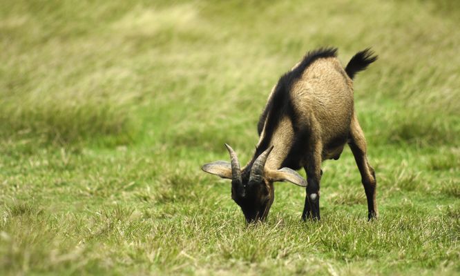 School VLS Murdoch (@vetlifescience) on Twitter photo A team of international collaborators and <a href="/MurdochUni/">Murdoch University</a> Prof Rudi Appels have been researching the humble goat grass, which shows great potential to help provide future #foodsecurity . RT <a href="/ParticleWA/">Particle WA</a> #wheatresearch
ow.ly/5oKv30iBYPW A team of international collaborators and <a href="/MurdochUni/">Murdoch University</a> Prof Rudi Appels have been researching the humble goat grass, which shows great potential to help provide future #foodsecurity . RT <a href="/ParticleWA/">Particle WA</a> #wheatresearch
ow.ly/5oKv30iBYPW