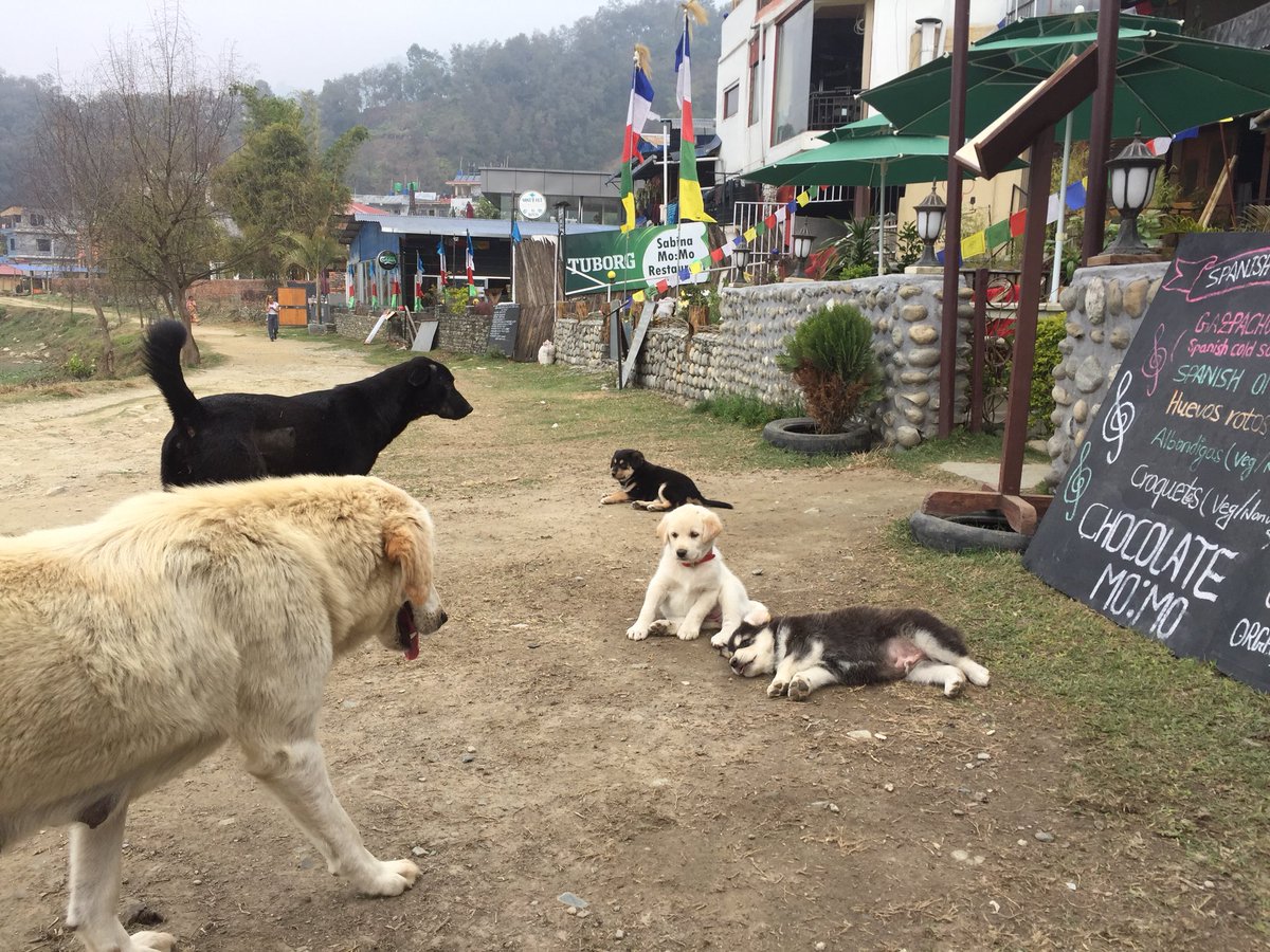 Helping_Paws_'s tweet photo. Puppy cuddles this morning! 

#helpingpaws #helpingpawsworldwide #puppies #puppy #AdoptDontShop #puppyplay #puppylove #playtime #streetdogs #straydogs https://t.co/UhXt0HHO64