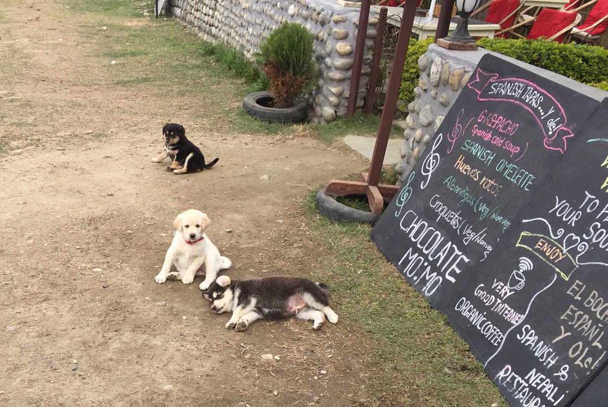 Helping_Paws_'s tweet photo. Puppy cuddles this morning! 

#helpingpaws #helpingpawsworldwide #puppies #puppy #AdoptDontShop #puppyplay #puppylove #playtime #streetdogs #straydogs https://t.co/UhXt0HHO64