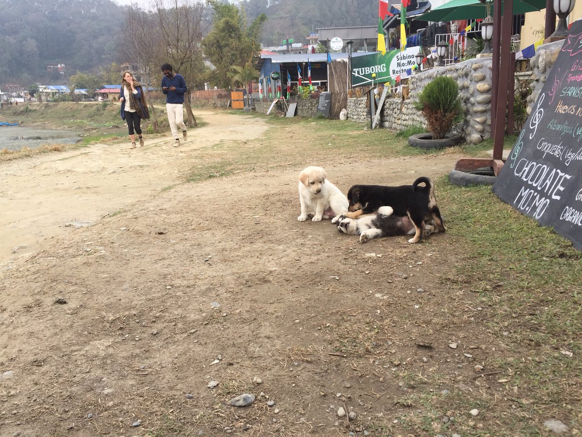 Helping_Paws_'s tweet photo. Puppy cuddles this morning! 

#helpingpaws #helpingpawsworldwide #puppies #puppy #AdoptDontShop #puppyplay #puppylove #playtime #streetdogs #straydogs https://t.co/UhXt0HHO64