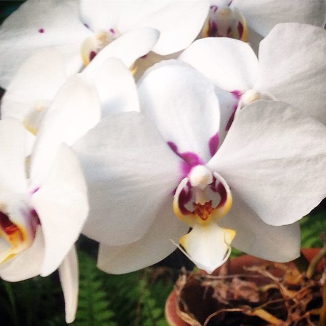 DW_Collective's tweet photo. The #orchids have arrived!! This #bouquet is going to be amazing! #flowers #bridebouquet #weddingflowers https://t.co/Ael2OPXyvS https://t.co/zX8bUGYDOj