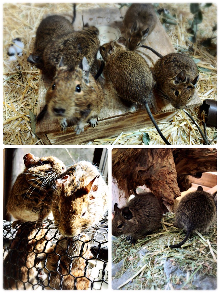 長崎行ってきました!ハウステンボスと長崎バイオパーク🙌デグーが何十匹も見れるし触れる動物園でした🐭幸せ 