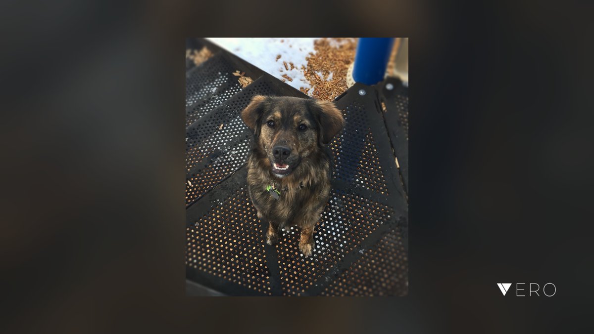 WoodChanty's tweet photo. Angel of my life 🌺 fire of my heart 🌞
❄️
❄️
#sweetangelbaby #snowlover #austrailanshepherd #oregondog
#photo #photography #dog #picture #puppy #pup #cute #pet #pets #animal #animals #photooftheday #dogsofvero #ilovemydog #nature #hou… @VeroTrueSocial https://t.co/i1ZKU1pLZQ