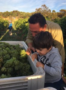 zerellawines's tweet photo. Vintage is a family affair at Zerella and little Vito is very much hands on. #zerella #zerellawines #lagita #fiano #wine #mclarenvale #italianheartofmclarenvale #cellardoor #summer #australianwine #family https://t.co/48FxPumuwV