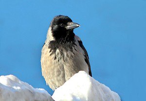 together666's tweet image. На снежной вершине