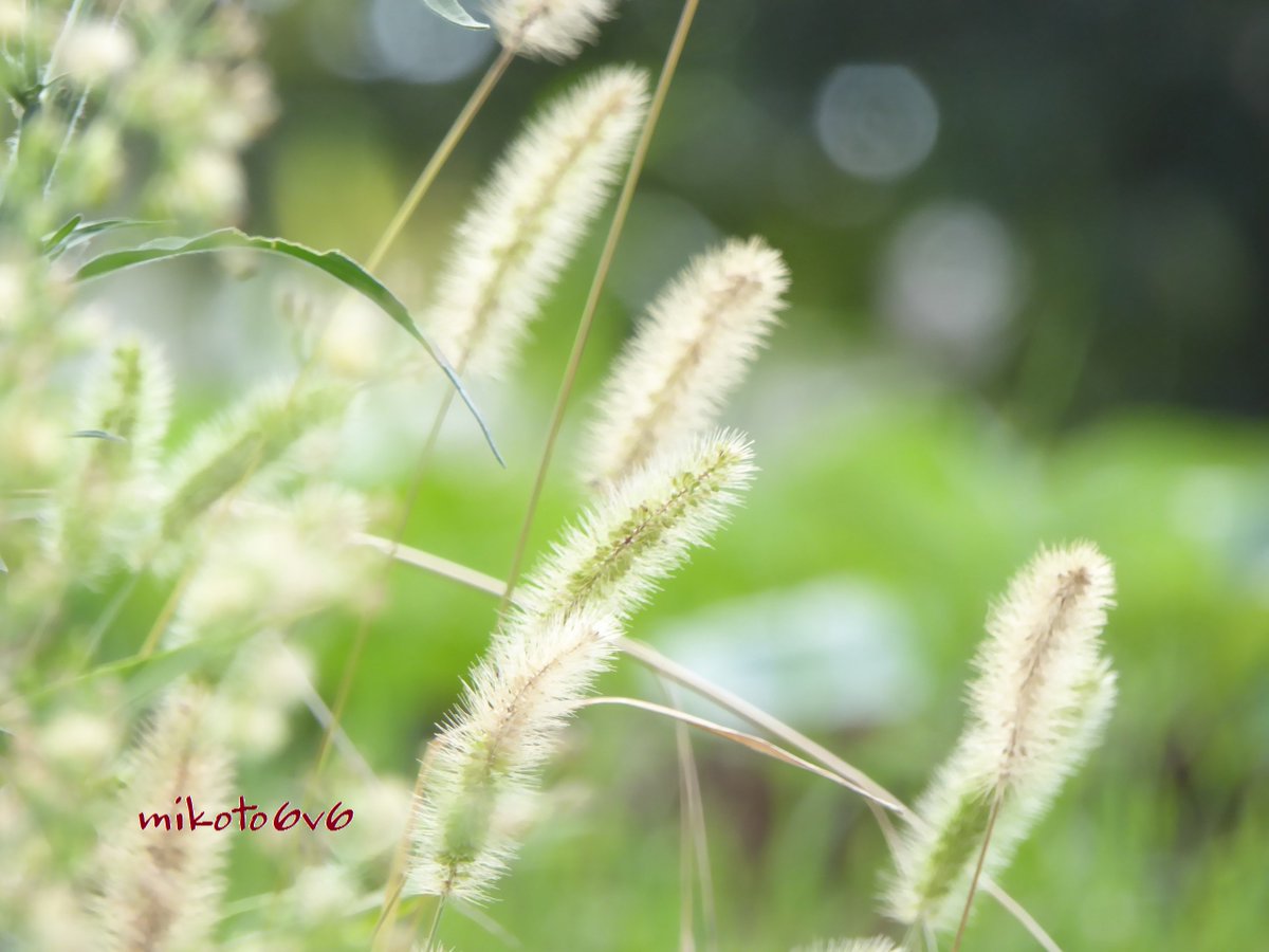 Mikoto Twitterren 気まぐれ 猫じゃらし 花言葉 遊び 愛嬌 エノコログサ 狗尾草 野草 無加工 Greenbristlegrass Wildgrass Leica Photography Coregraphy