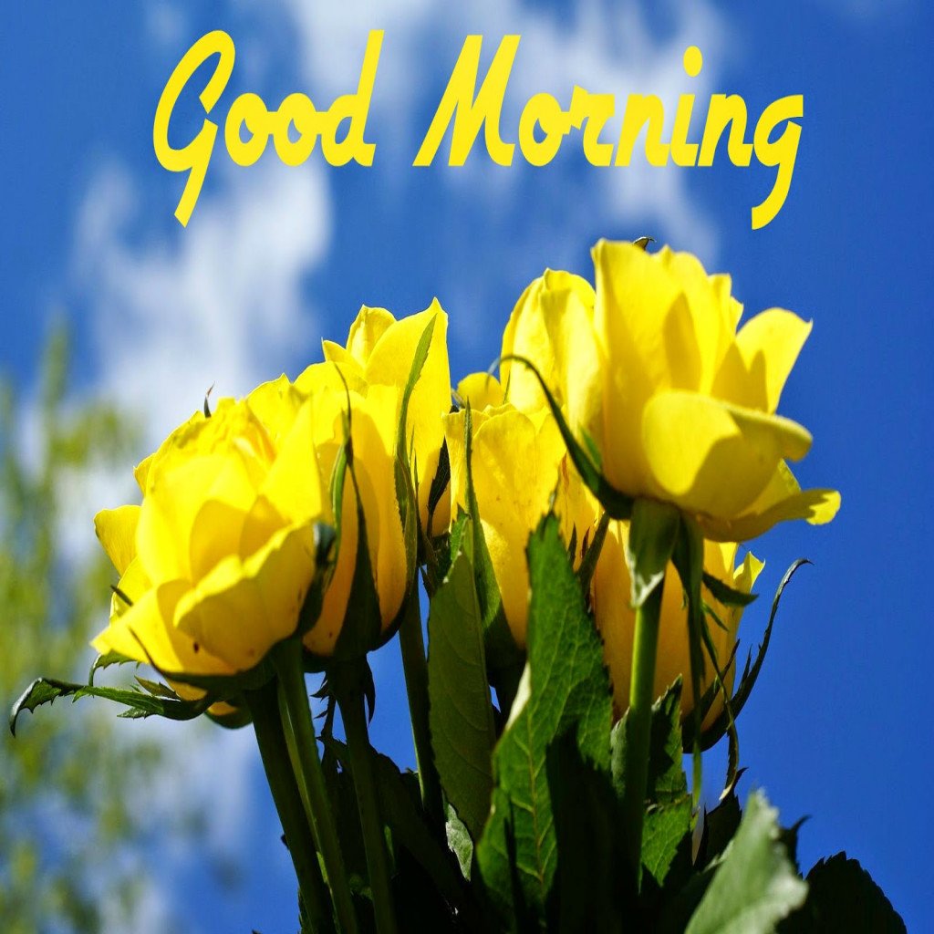 daizeysden's tweet photo. Good morning........happy Wednesday #goodmorning #happydays #positivevibes #smile #lastdayoffebruary https://t.co/Nwr9ZeXh1F