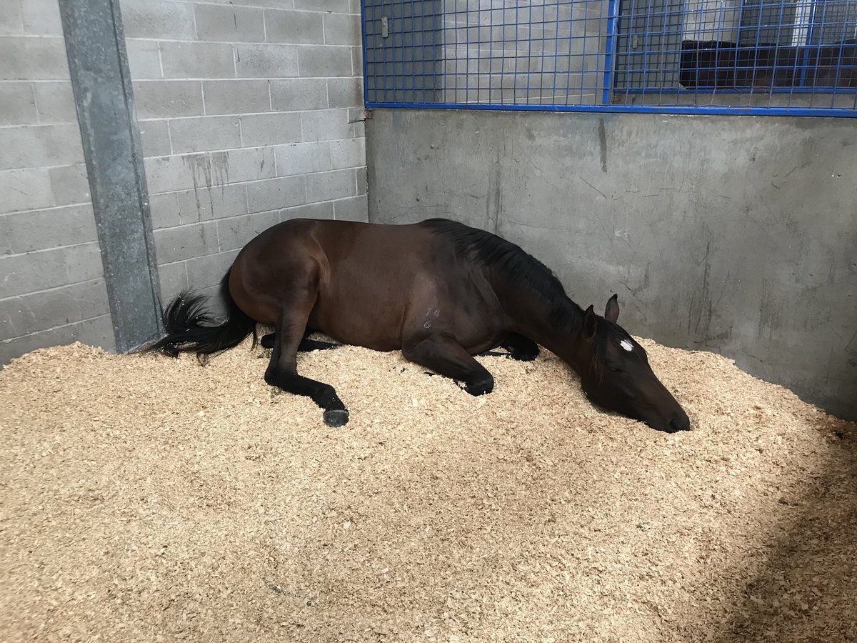 GoldenGroveStud's tweet photo. Busy day for lot 329 #ShamusAward from #DaneJulia - time for a nap... Be sure to come and visit us in Barn E when we return in the morning #MelbournePremier @inglis_sales https://t.co/9hmAQ8DhNk