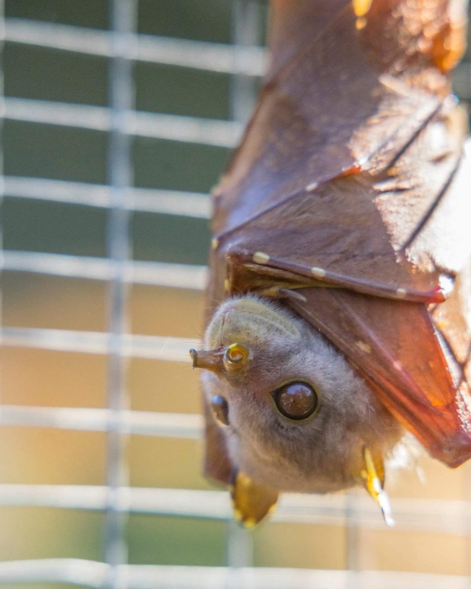 ausbatclinic's tweet photo. #blackflyingfox #vaccinatedandlicencedcarer #ausbatclinic #flyingfox #fruitbat #babybat #bat #wildliferescue #batsofaustralia #australianwildlife #batsofinstagram https://t.co/InY3GAuQIC