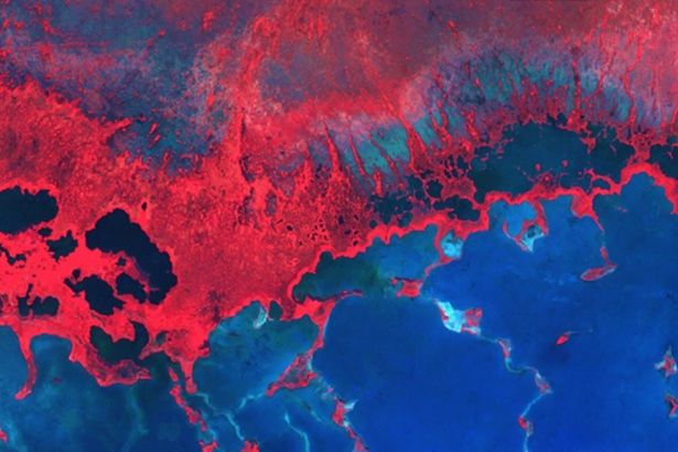 Ekolojik durum tahmini yapmak mümkün mü?
haber.sol.org.tr/bilim/doga-bil…