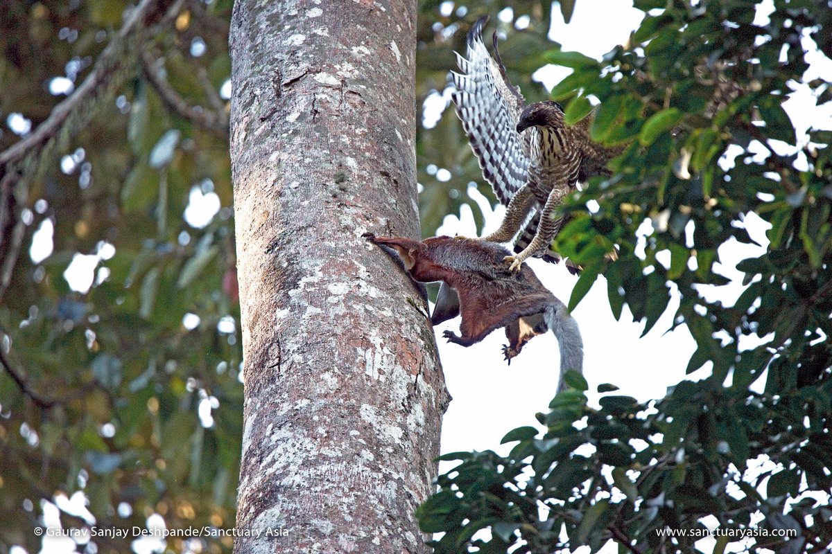Gaurav Deshpande witnessed a rare natural history tussle between a feisty red giant flying squirrel and a formidable Mountain Hawk-eagle at the #Namdapha NationalPark in #ArunachalPradesh. To read more about this encounter subscribe here: bit.ly/1CQE9OP