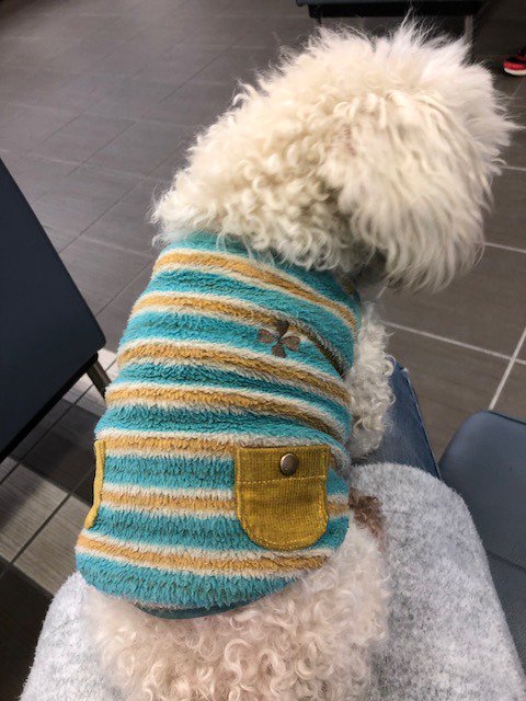mayokomu's tweet photo. 迷い犬情報【保護】
#拡散希望 #犬
'18 2/27奈良県にて保護
小型雑種犬　性別不明　老犬
トイ・プードル似　服着用
詳細⇒https://t.co/AkLs6G60hz
https://t.co/Zwyh8i9qiL