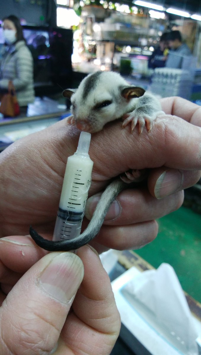 ট ইট র Pd熱帯魚センター小動物部 ちょっぴり早めですが お母さんモモンガがお疲れだったので赤ちゃんを離しました とっても可愛いホワイトフェイスの兄妹です 名前は考え中です Pd熱帯魚センター フクロモモンガ