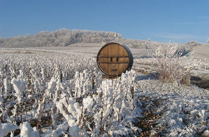 L_F_D_R's tweet photo. #vindusud #vinbio #biodynamie #madein66 https://t.co/86ISKlpGeu
