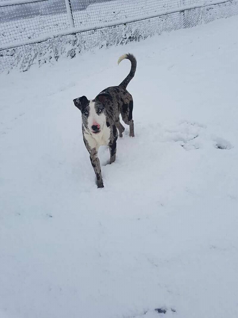 Nightowl400's tweet photo. Happy #woofwoofwednesday from Shadow 😍 in rescue in #Shropshire and looking for love ❤❤❤❤ 
https://t.co/GjjOixRpxS ❤❤❤❤ https://t.co/vfkqG1Geqy