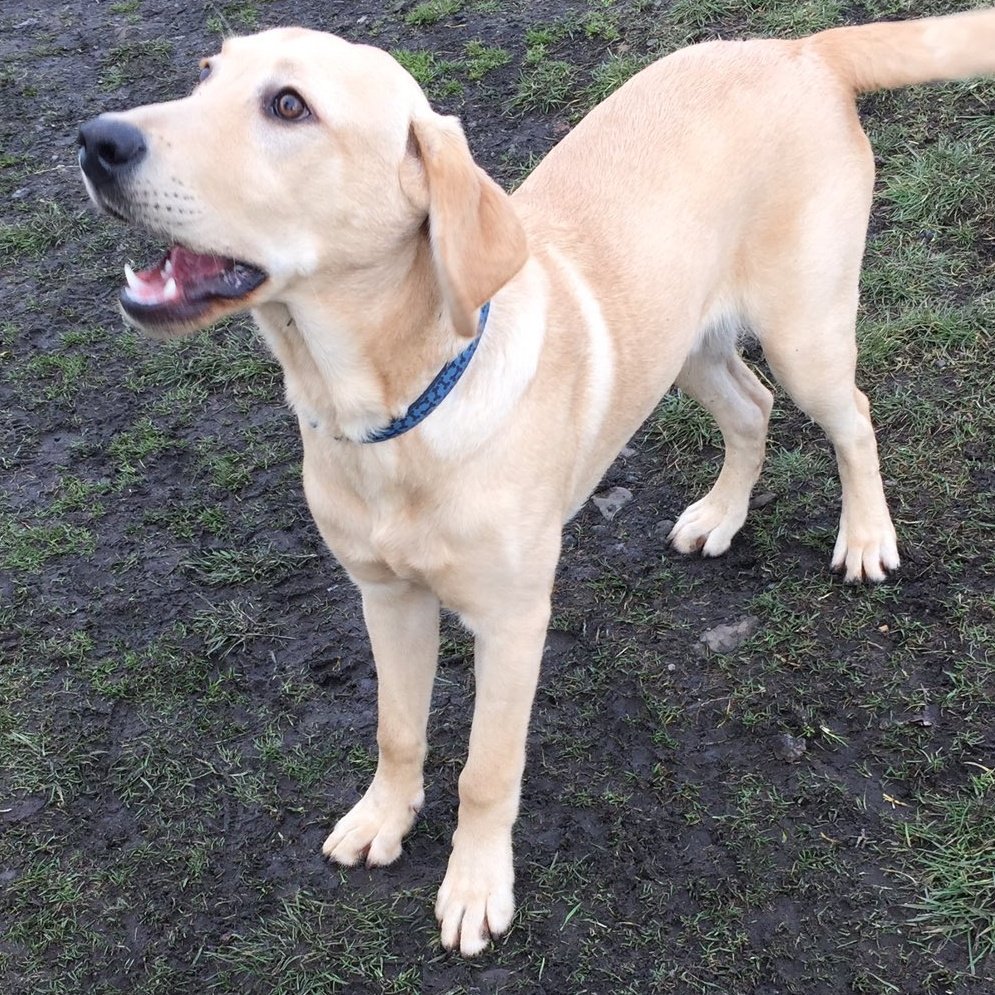 Nightowl400's tweet photo. Happy #woofwoofwednesday from Buddy in foster in #Shropshire and looking for love ❤❤❤❤ 
https://t.co/1NKonAhCYK https://t.co/PtrBXinics