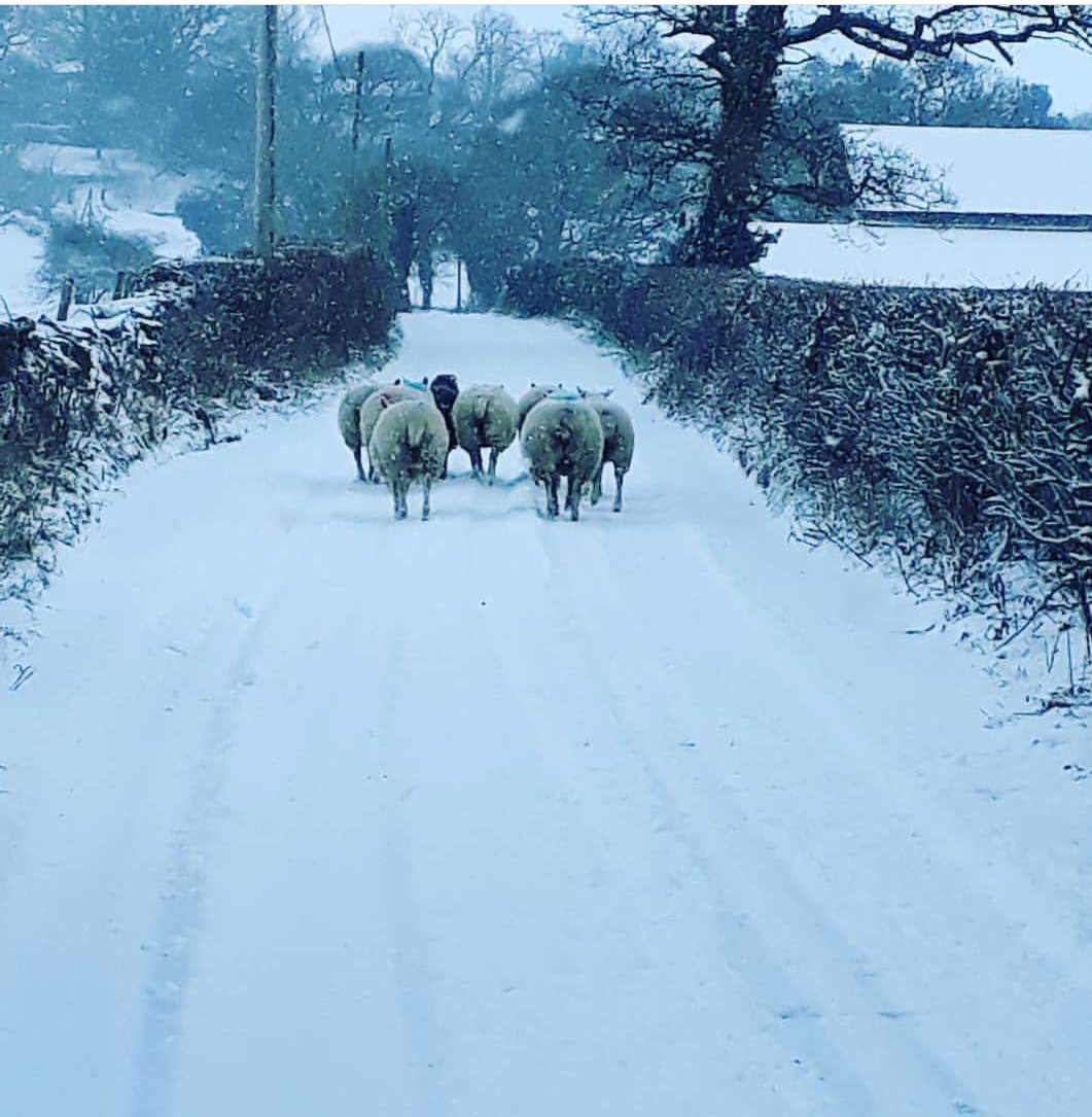 The local sheep have obviously not heard the news to avoid travelling on the roads today! #Cartmel #Sheep #snowday2018 #uksnow
Photo credit: Helen McClure