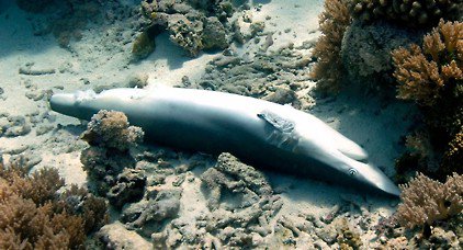 100 millions de requins sont massacrés chaque année à travers le monde, pour leurs ailerons.
On coupe leurs ailerons, ensuite on les relâche, les laissant agoniser jusqu'à la mort.

Traditions chinoises obligent.