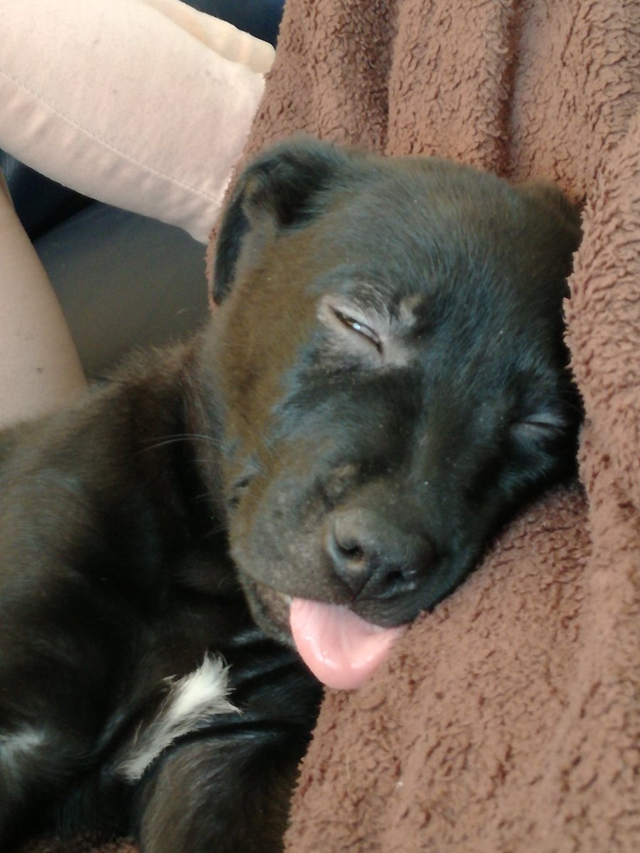 My crazy baby Loki <3