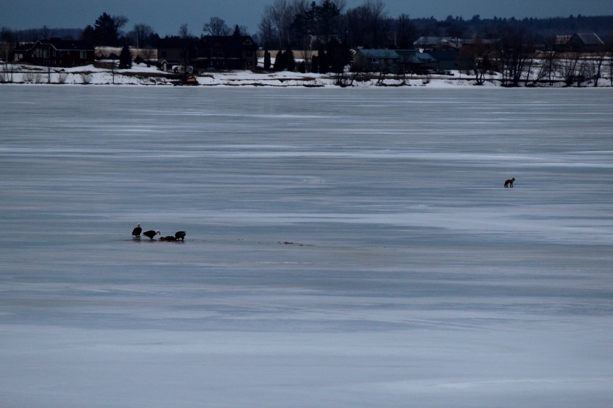 Murder on Muskrat Lake. Three bald eagles enjoying breakfast as a coyote looks on for some leftovers. #baldeagles #muskratlake