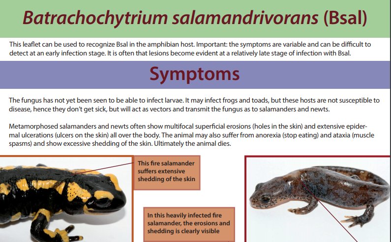 wildlife_health's tweet photo. Part 2. To learn more, visit our friends at https://t.co/WROWZSFy2m where you can find loads of info on current Bsal knowledge, how to i.d clinical signs, disinfection protocols and more! Be #Bsal aware. #citizenscience #amphbian #herpetology #disease #mitigation #salamander https://t.co/bul1zJXX4A