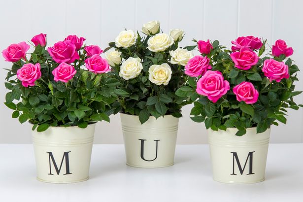 daizeysden's tweet photo. Don't forget Mothers Day......Sunday 11th March 2018 #mothersday2018 #sayitwithflowers #thankyoumum #freshflowers #plants #mothersdaygifts https://t.co/S3nxVHX8H4