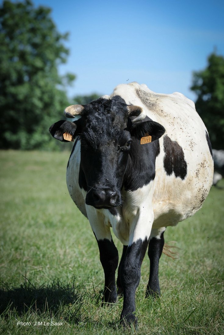 racesaquitaine's tweet image. Prix de la @fond_patrimoine pour l'#agrobiodiversité animale: 2 lauréats de @NvelleAquitaine, la vache Bordelaise et l'âne des Pyrénées, des races locales à petits effectifs! 🏆 Bravo aux éleveurs qui font un travail formidable 👏