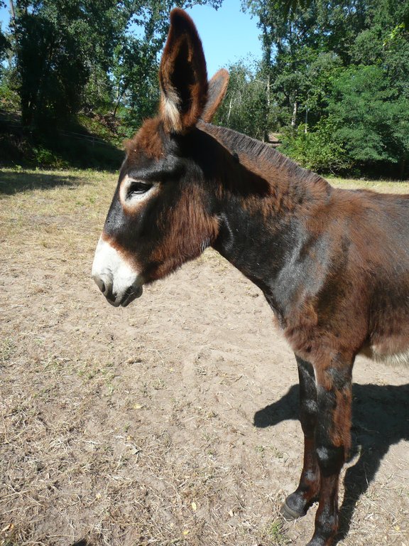 racesaquitaine's tweet image. Prix de la @fond_patrimoine pour l'#agrobiodiversité animale: 2 lauréats de @NvelleAquitaine, la vache Bordelaise et l'âne des Pyrénées, des races locales à petits effectifs! 🏆 Bravo aux éleveurs qui font un travail formidable 👏