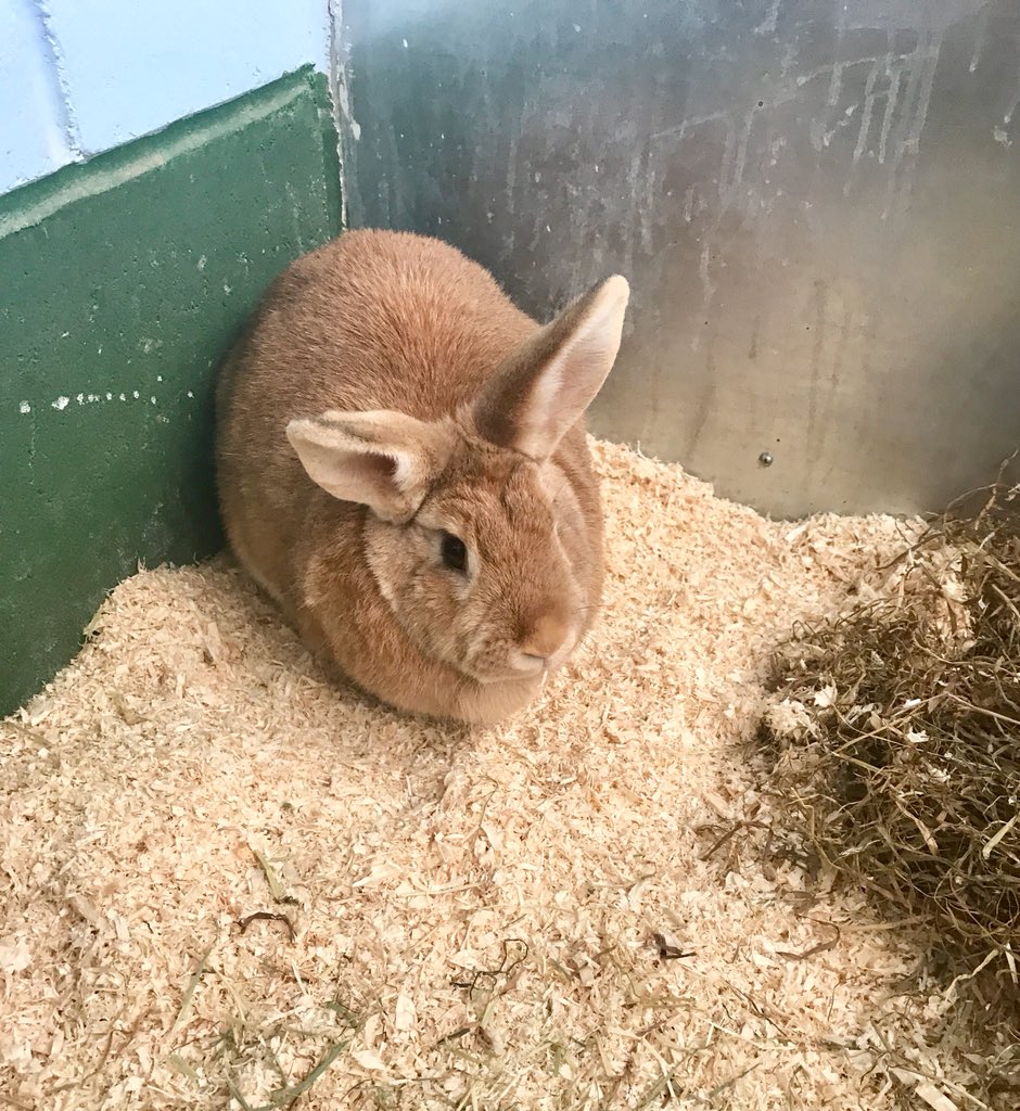 NCLDogCatSheltr's tweet photo. We are in desperate need of hay for our rabbits to keep them warm in the cold, harsh weather 🐰 any donations will be very much appreciated as it is very cold at the farm 🐾 #charity #charityappeal #appeal #AdoptDontShop #rabbits https://t.co/TMESqplEN7