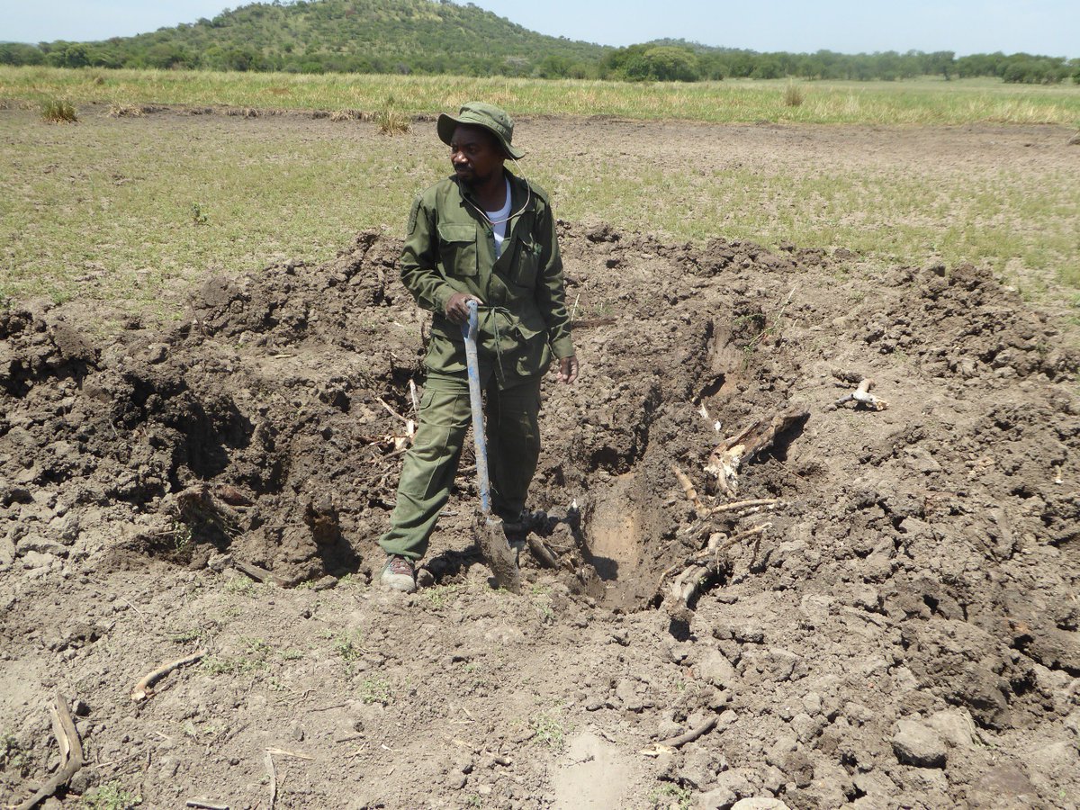 Alfan Rija (@rija10al) on Twitter photo Seriously, I am not digging gold here in #Serengeti. Passed a night here...., the search for #illegalactivities continues, @<a href="/TZBirder/">Colin Beale</a> Seriously, I am not digging gold here in #Serengeti. Passed a night here...., the search for #illegalactivities continues, @<a href="/TZBirder/">Colin Beale</a>