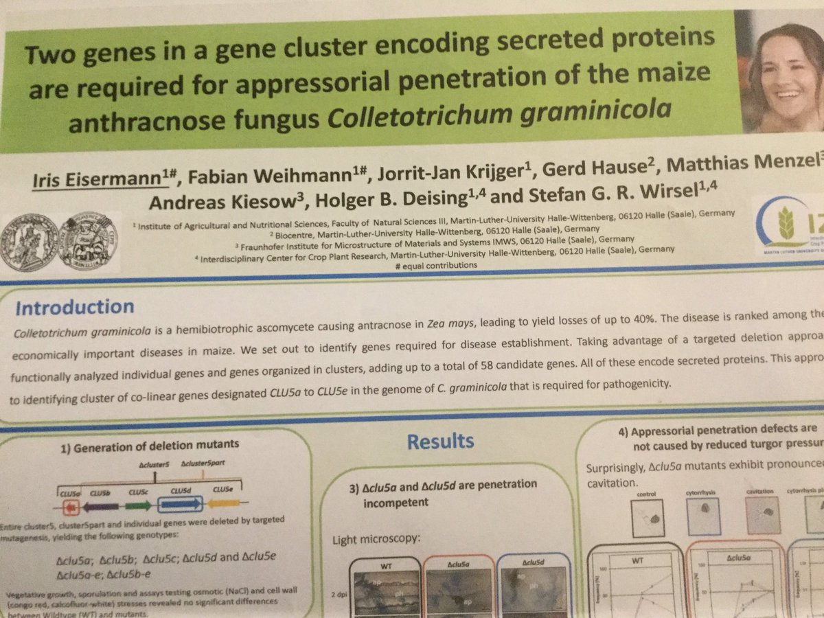 ssukno's tweet photo. Iris Eisermann 58 deleted genes in C graminicola. Two required for pathogenicity # 14ecfg https://t.co/6pawgwi15R