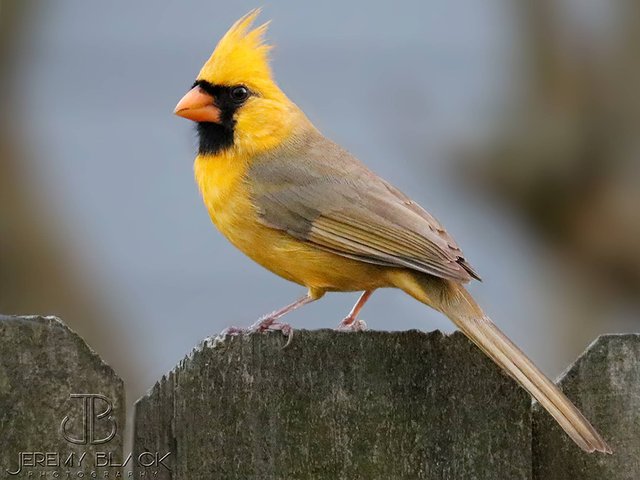 WPTV's tweet photo. Photographer captures ‘one in a million' yellow cardinal https://t.co/vt52C8bfLO https://t.co/zlnYB4klr1