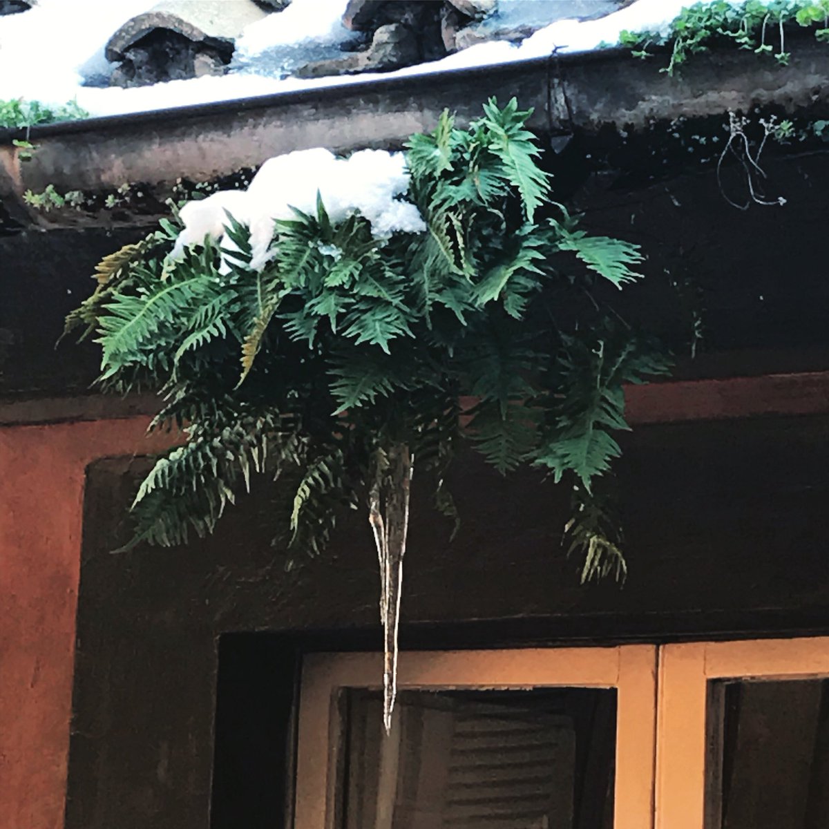04MUGI's tweet photo. Composizione floreale in ghiaccio.... #roma #neve #ghiaccio #hodettotutto #tettiromani https://t.co/G8sVKve3rF