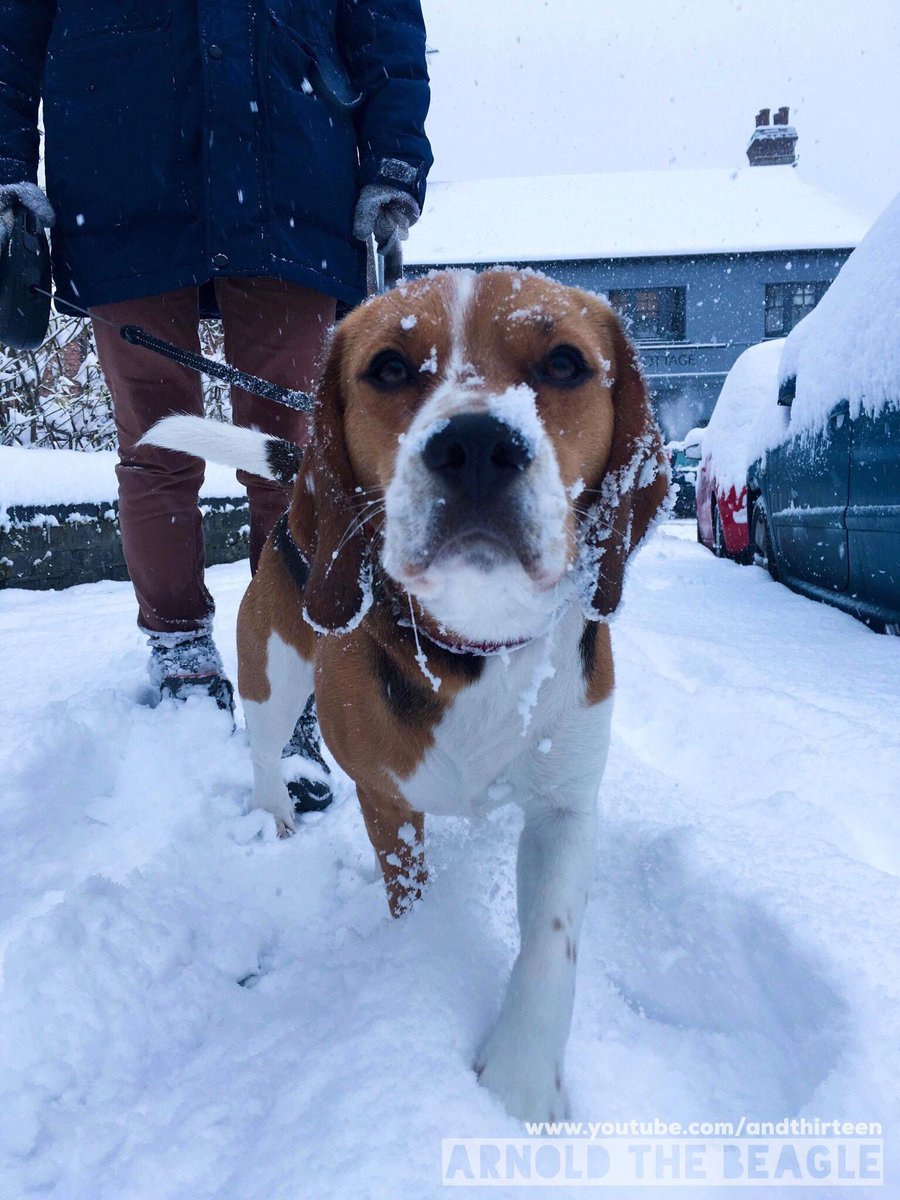arnoldthebeagle's tweet photo. Having a snow day 🐶❄️☃️ #beagle #puppy #arnold #snow #cute #cutepuppy #cutepress #WinterWonderland #cuteanimals https://t.co/14mEB5mTgu