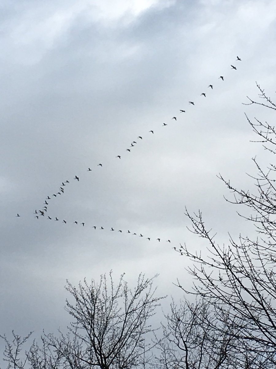 mike_cecchini's tweet image. Is it too early to say #Spring is in the air? #SoundsOfSpring #Buffalove