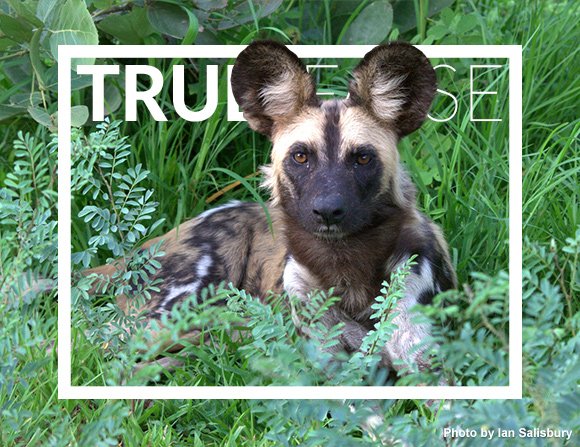 #TrueOrFalse: In spite of their large ears, African wild dogs have quite poor hearing. bushcampcompany.com/TRUE_FALSE/201… #Wildlife #Safari #Zambia