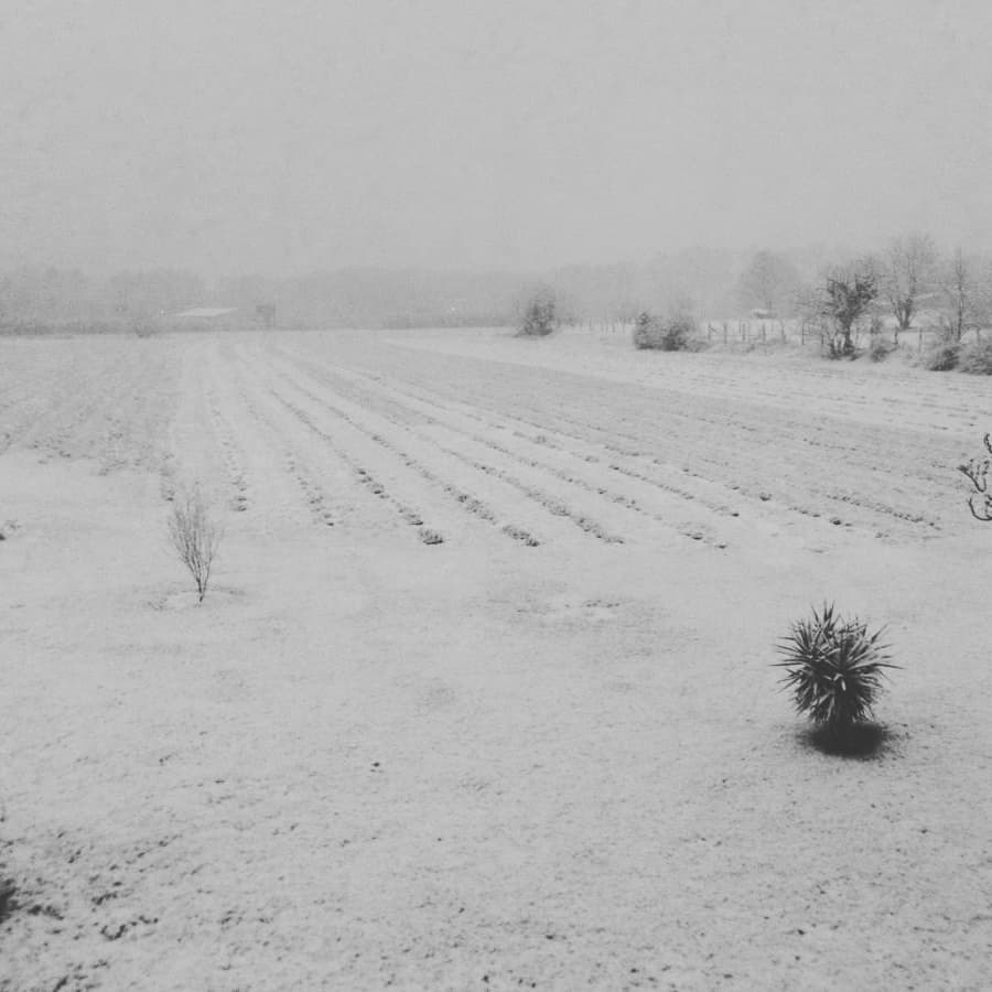 Masia Mas Sampera tweet media