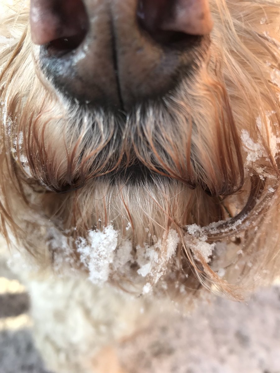 Baileycockapoo's tweet photo. #snowdog #snowbeard #snowballpaws https://t.co/cqCwASFt5S