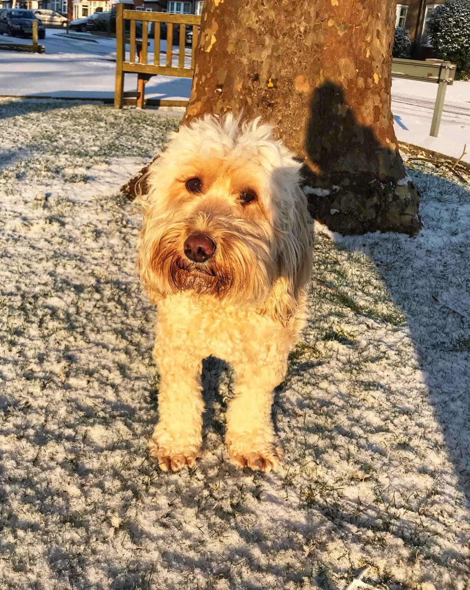 Baileycockapoo's tweet photo. #snowdog #snowbeard #snowballpaws https://t.co/cqCwASFt5S