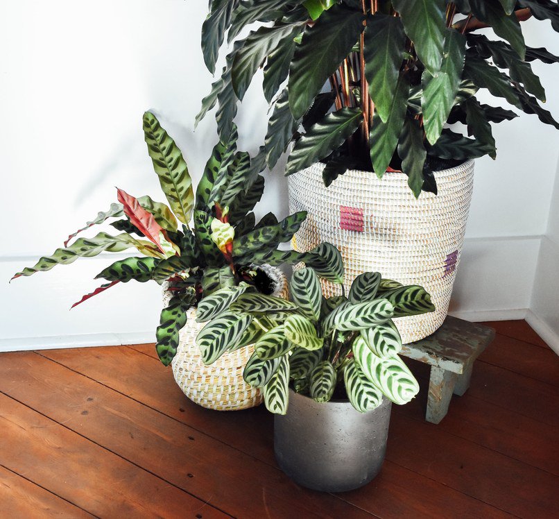 ArchDigest's tweet photo. These 6 trendy houseplants are about to take over your Instagram feed: https://t.co/sRnczVQatc #GetClever https://t.co/YvPR2JbZUC