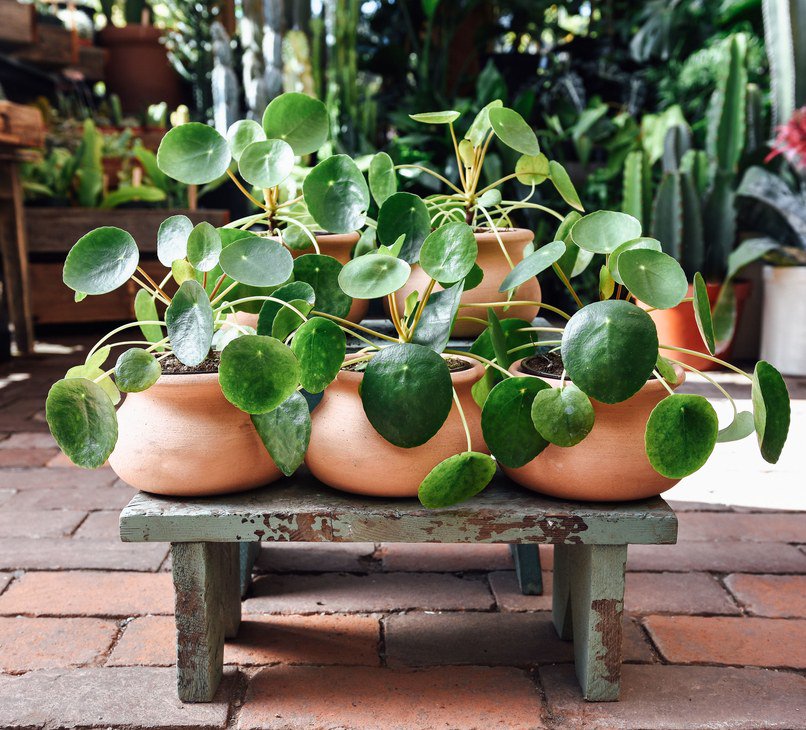 ArchDigest's tweet photo. These 6 trendy houseplants are about to take over your Instagram feed: https://t.co/sRnczVQatc #GetClever https://t.co/YvPR2JbZUC