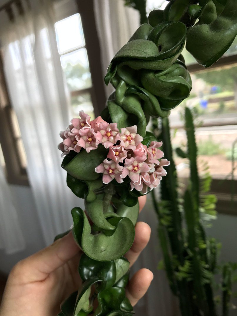 ArchDigest's tweet photo. These 6 trendy houseplants are about to take over your Instagram feed: https://t.co/sRnczVQatc #GetClever https://t.co/YvPR2JbZUC