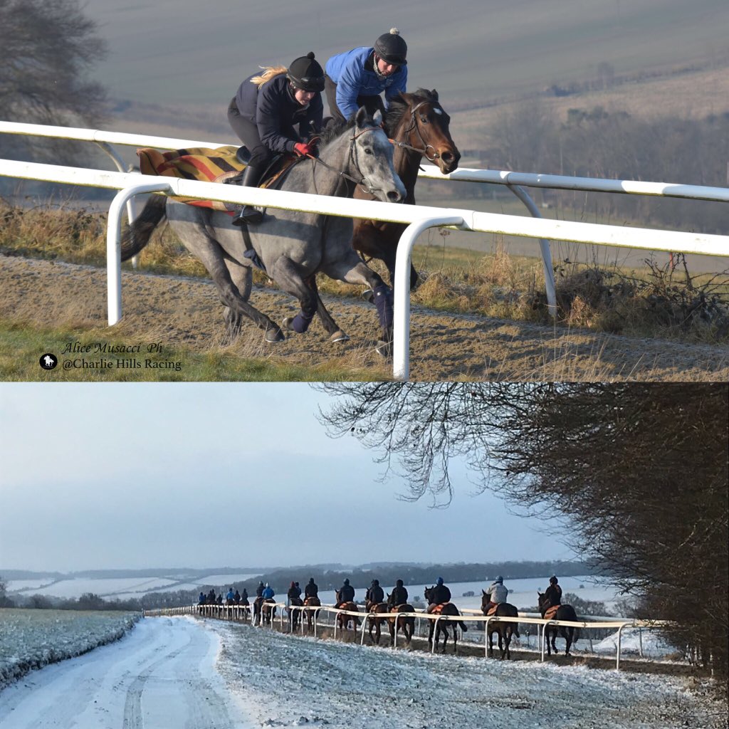 cbhills's tweet photo. The grey Servilia will blend in beautifully at snowy @WolvesRaces this afternoon. Good luck to her connections #cbh #absolutelyfreezing #filly #racehorse https://t.co/MDo92NhXUQ