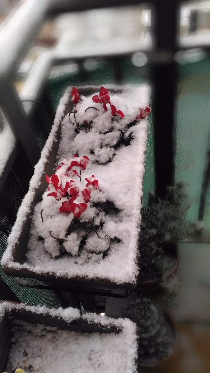 vallaspvc's tweet photo. Feliz día!⛄❄
Feliç dia!🎿❄❄⛄#BuenosDias #Nevadabarcelona #nevadacatalunya #vallaspvc https://t.co/xSAnOiMnDF