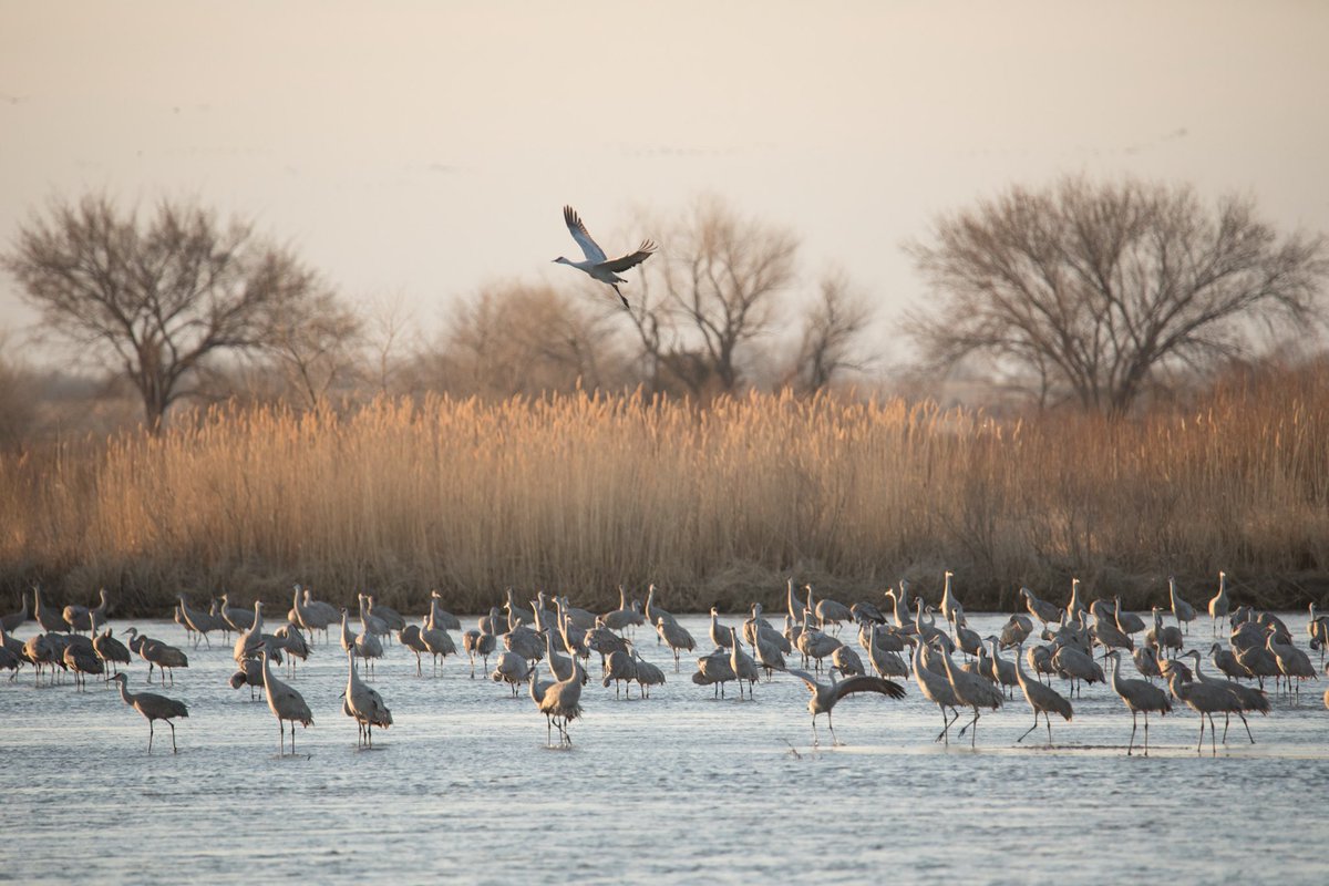 It’s almost time again for the annual Sanhill Crane Migration in @NebraskaTourism 

I had so much fun photographing it last year!

Check out the article I wrote for @adventuregirl 

adventuregirl.com/plains-trains-…

#VisitNebraska